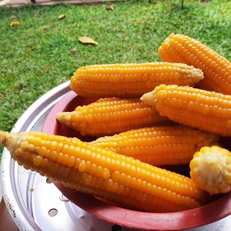 Mangohut Joy Apartman Anuradhapura Kültér fotó